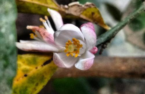 Casa do Artista - Foto 37