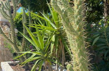 Lobo en Cabo Apartment, Cabo Roig , Orihuela Costa - Photo 32
