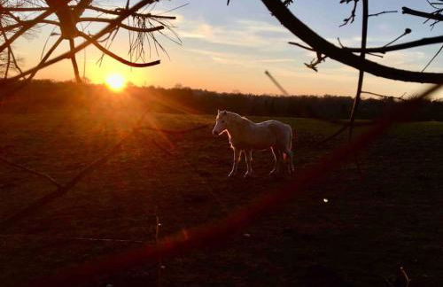 Vue Poneys, 40min Mt St Michel 30min Mer Draps Serviettes Baie Normandie Cottage - Foto 25