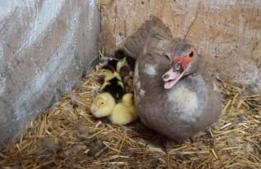 Romantische Wohnung Bauernhof, 100m2 offenes Dachgeschoss - Foto 38