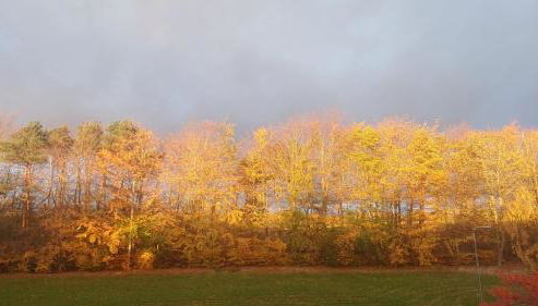 Garden Apartment Morpeth- with lockable bike storage! - Foto 2
