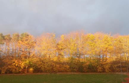 Garden Apartment Morpeth- with lockable bike storage! - Foto 2