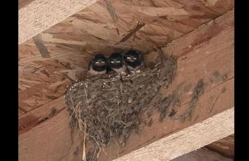 Les 3 Hirondelles - Maison avec grand jardin - Foto 16