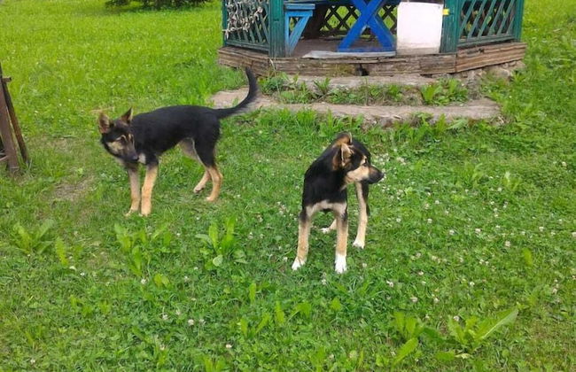 Turbaza Serebryany Klyuch - Photo 14