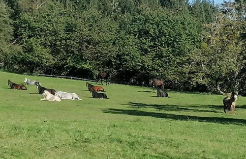 Hofgut Bentele - Foto 14