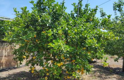 Finca Sa Cova de Mallorca - Foto 67