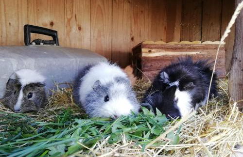 Ponyhof Adam Urlaub auf dem Bauernhof - Foto 57