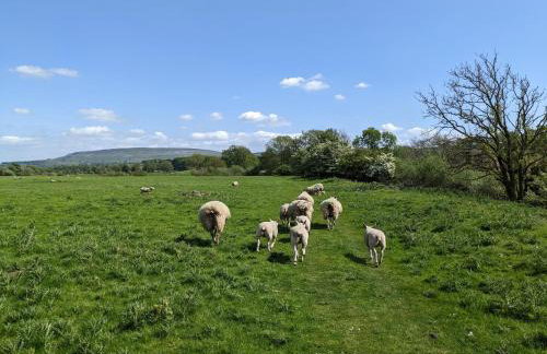 Brook Cottage Askrigg - Photo 50
