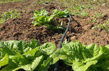 Agriturismo Rossococomero OFFERTA FEBBRAIO! - Foto 35