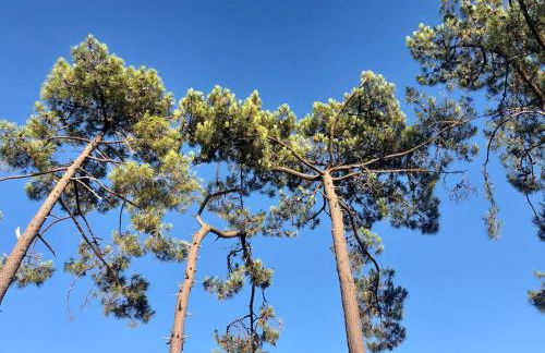 Chalet Bois Baobab 5 min à pieds de l'océan - Foto 10