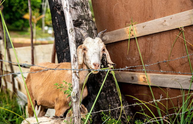 Chácara Shallon -São Miguel dos Milagres - Foto 31