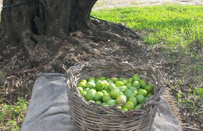 Agrisicilia - Foto 32