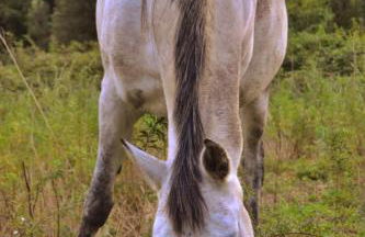 Mas Els Terrats - Foto 53