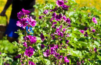 AGRITURISMO BORGO DAMOS - Foto 24