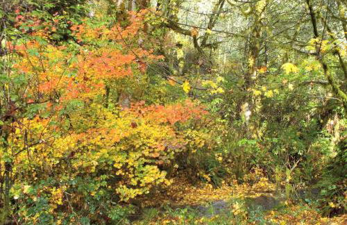 Peaceful Family Cabin on Beautiful Property, Plenty of Hiking and Fishing, 20 minutes from the coast, bordering Siuslaw National Forest, Oregon - Foto 19