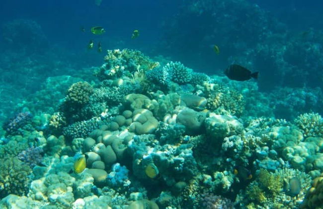Snorkeling dans une ferme de corail - Photo 1