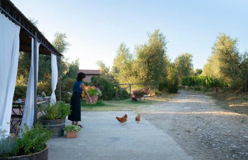 Agriturismo Tra gli Ulivi, Chiappini Winery - Photo 11