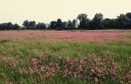 Na Plebanii - Foto 34