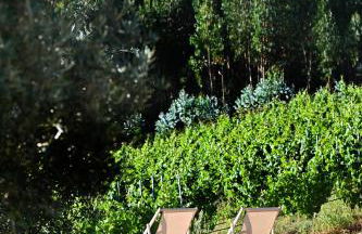 Quinta da Aldeia Nova - Foto 22