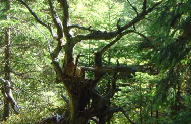 FEWO 2 Panoramablick - NEU incl 3-WeltenCard mit 140 kostenlosen Attraktionen - Foto 46