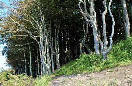 Weitblick - mit Strandkorb, mehr Meer geht nicht - Foto 18
