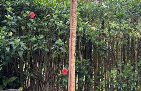 La Casinha da Sorte - Photo 30