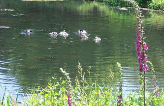 Polgwedhen Lodge - Photo 27