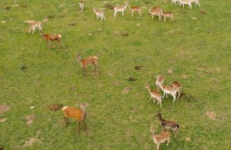 Zawilcowa Dolina - Foto 19