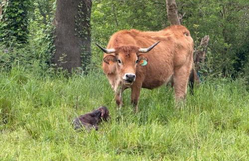 Apartamentos El Caxigu - Foto 56