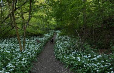 Sissinghurst Stables A comfortable country home in the Garden of England and just one hour from London - Foto 40