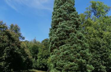 Ferienwohnungen Brack in Gaggenau - Foto 17