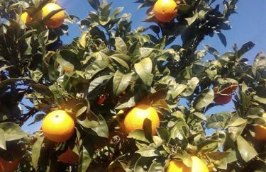 Quinta do Tempo Turismo Rural - Foto 19