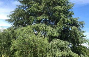 Alloggio da Fazanca - Foto 10