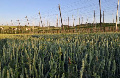 Holledauer Hopfakammerl - Foto 28