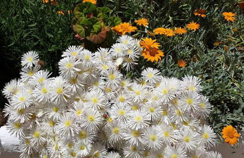 Can Pardal - Foto 41