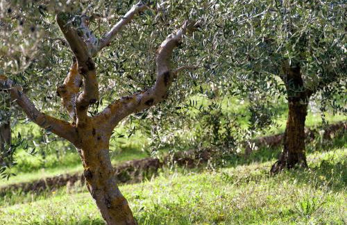 Farmhouse in Giano dell'Umbria - Foto 19