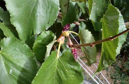 Casa Rural La Tinta - Foto 25