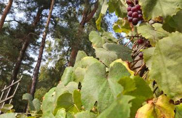 Augustówka - letnisko na Wrzosowiskach - Foto 52