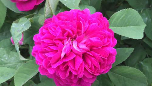 Rheingauzuhause mit Privatpool - Foto 4, Garden