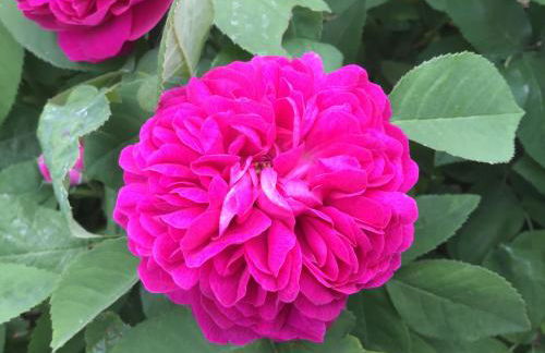 Rheingauzuhause mit Privatpool - Foto 4