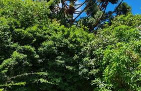 Casa 4 dorms 2 suites - localização perfeita no centrinho e rodeada de natureza - Foto 32