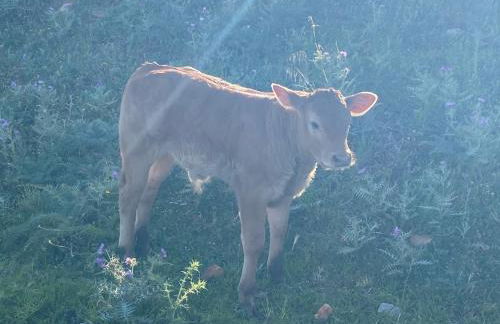 Rustic Cabin Tarifa 4 guests 5 minutes to beach - Foto 10