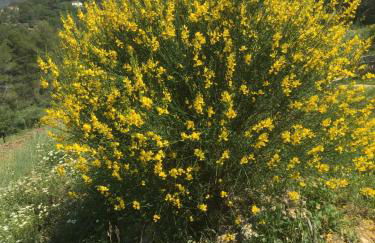 Les Genêts - Foto 41