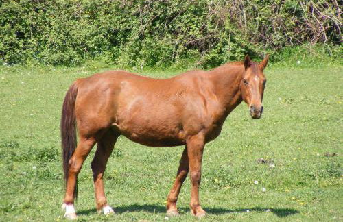 Les Belleme Golf - Self-catering Apartments - Foto 17