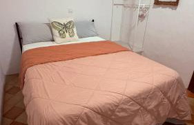 Sweet William - Foto 4