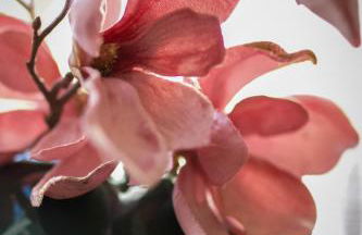 Ferienwohnung Donau - Foto 12