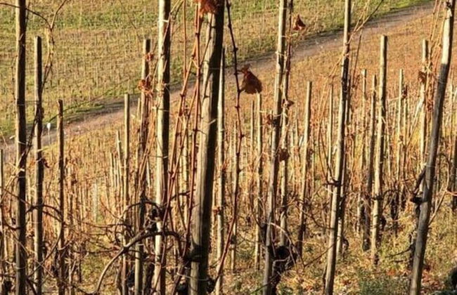 Uitzicht op de Wijngaard - Photo 12