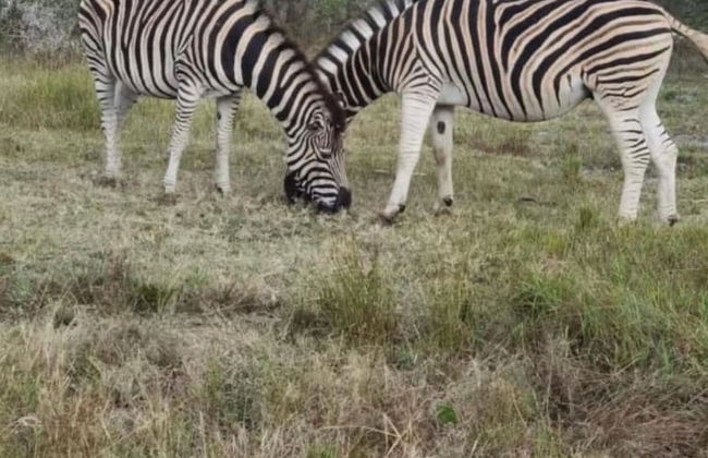 Kings View Exclusive Villas - Foto 53