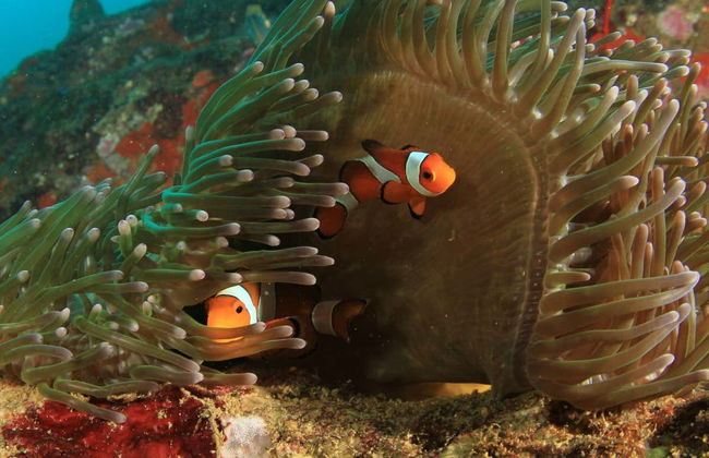 Curso de mergulho PADI Open Water - Foto 2