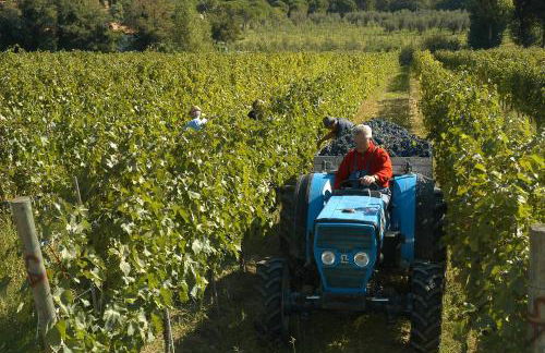 La Casa Colonica wine and oil - Foto 25